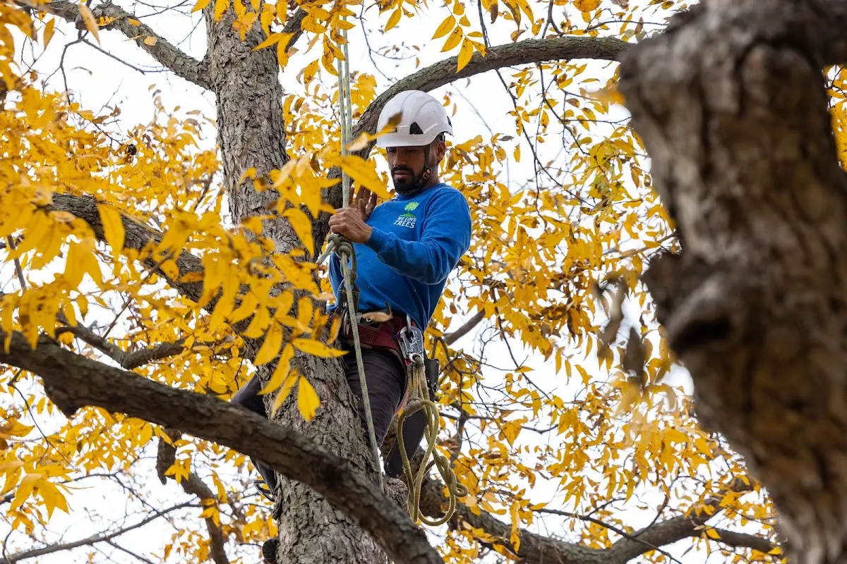 Skilled Tree Transplanting crew working in Green Mountain Falls