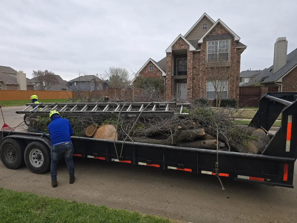Expert Tree Removal with proper safety equipment in Green Mountain Falls